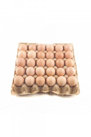 Telur Ayam Negeri / Papan