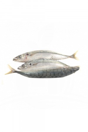Ikan Dencis Kecil (500 g Kotor) 