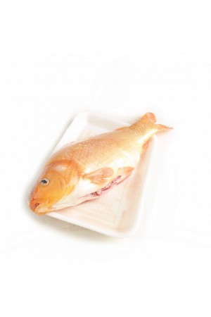 Ikan Mas Toba (1.5 kg)
